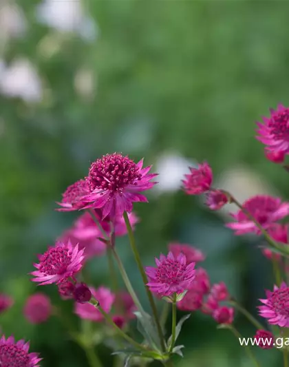 Astrantia major 'Venice' -R-