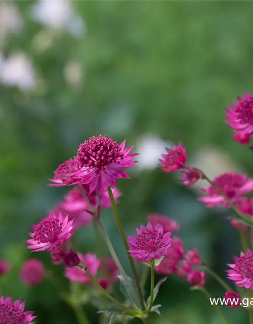 Astrantia major 'Venice' -R-