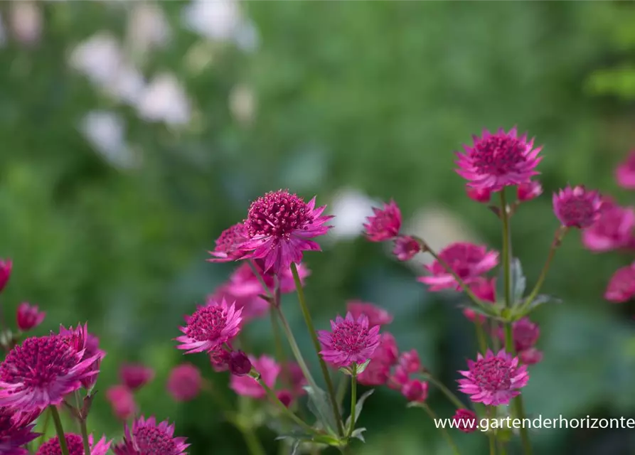 Astrantia major 'Venice' -R-