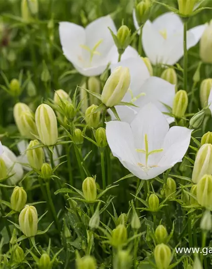 Campanula carp.'Weiße Clips'