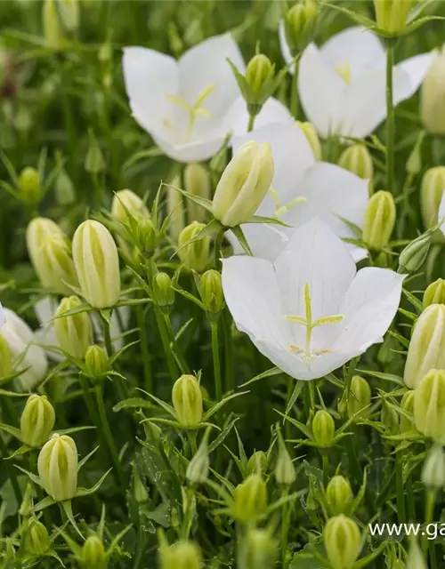 Campanula carp.'Weiße Clips'