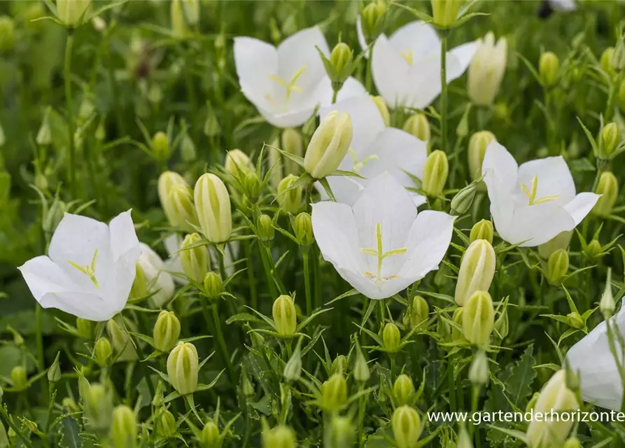 Campanula carp.'Weiße Clips'