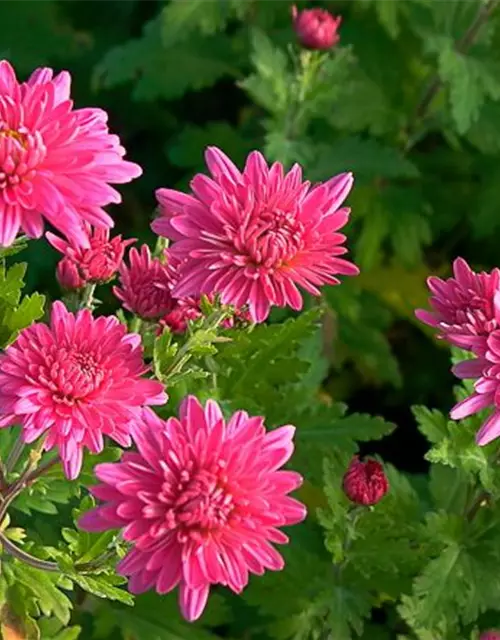 Chrysanthemum x hort.'Schweizerland'