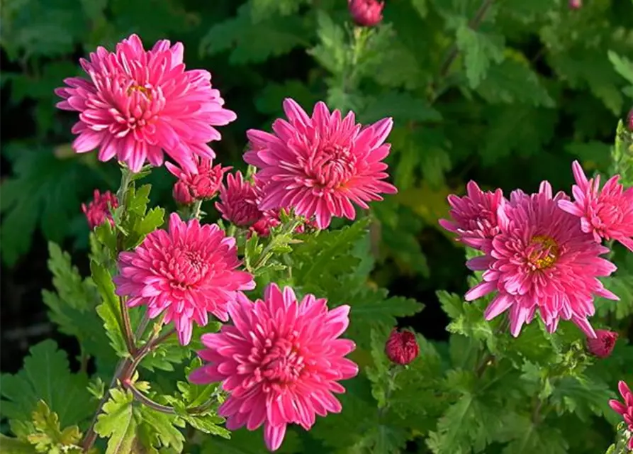 Chrysanthemum x hort.'Schweizerland'