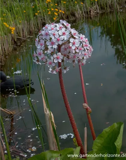 Darmera peltata