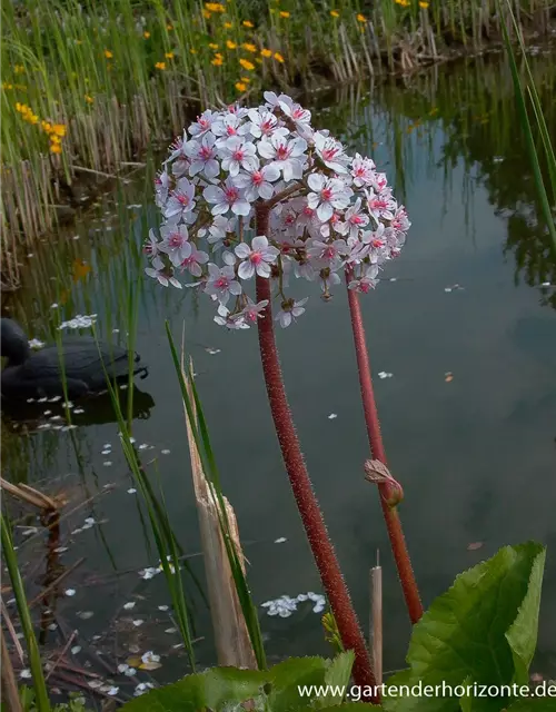 Darmera peltata