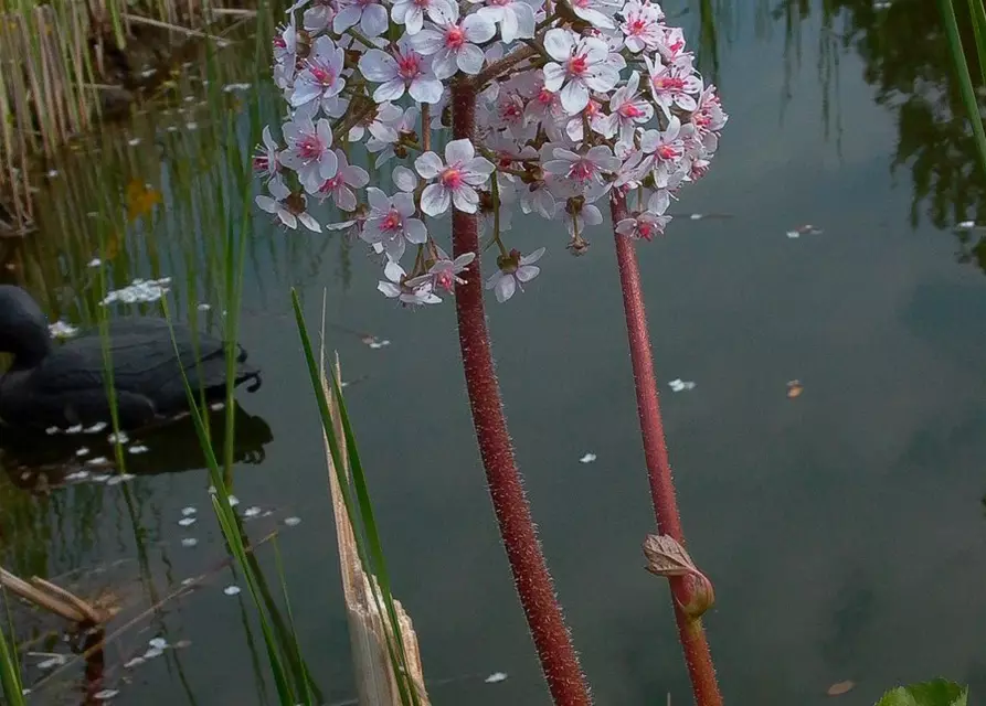 Darmera peltata