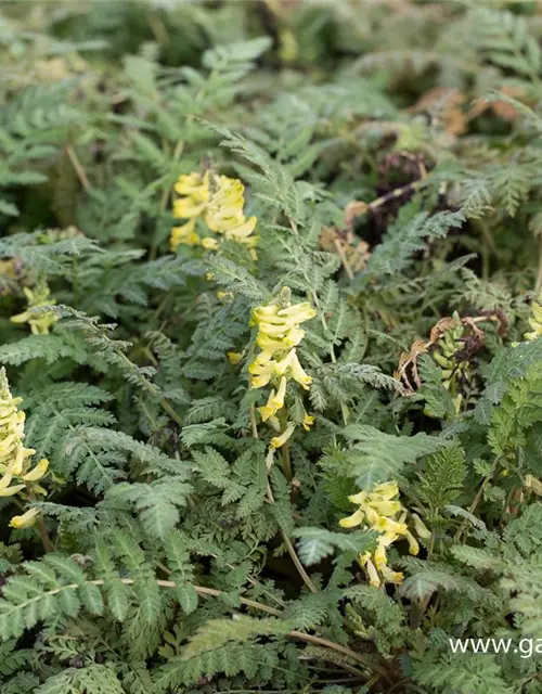 Corydalis cheilanthifolia 'Pinyin' -R-