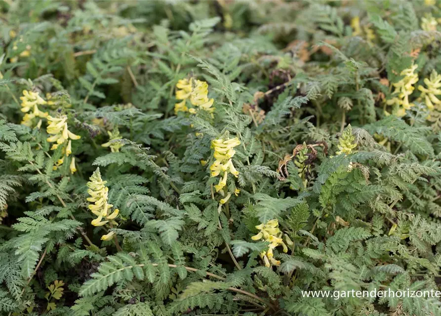 Corydalis cheilanthifolia 'Pinyin' -R-