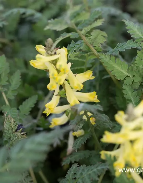 Corydalis cheilanthifolia 'Pinyin' -R-