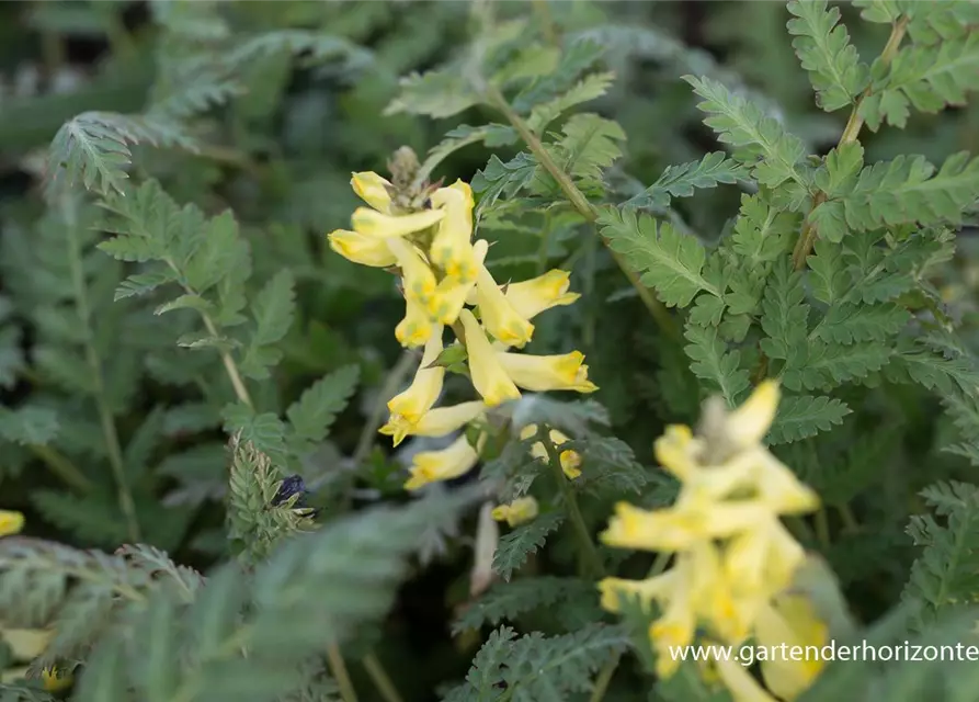 Corydalis cheilanthifolia 'Pinyin' -R-