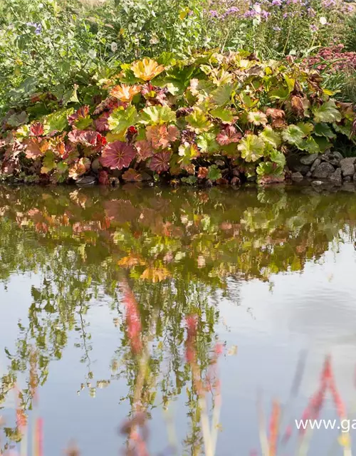 Darmera peltata