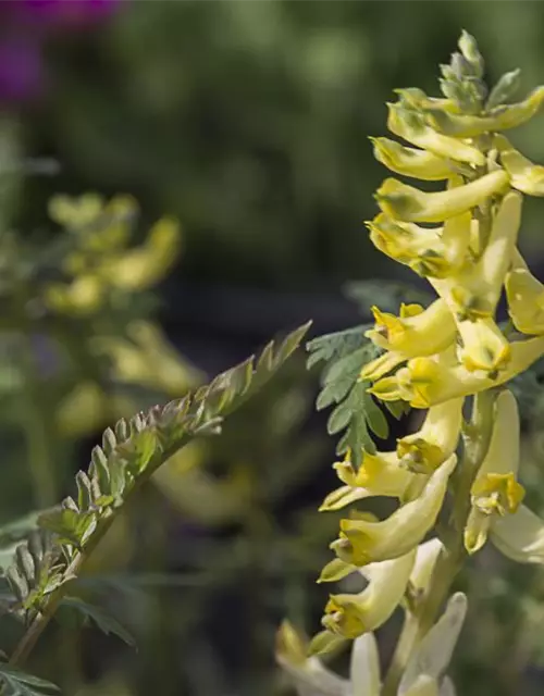 Corydalis cheilanthifolia 'Pinyin' -R-