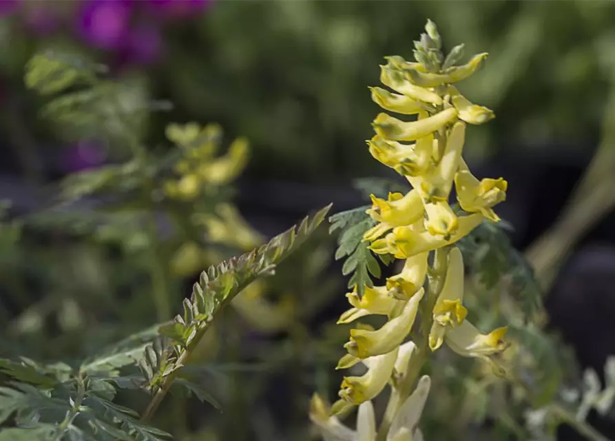 Corydalis cheilanthifolia 'Pinyin' -R-