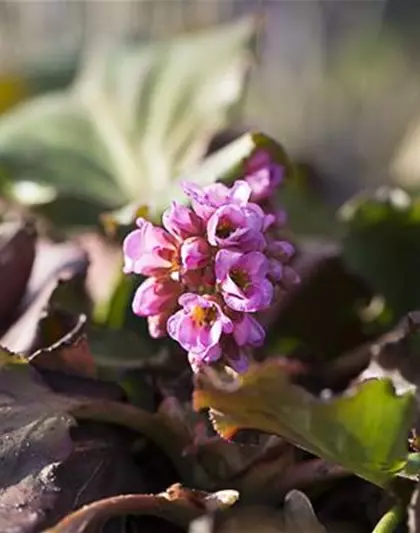 Bergenia cordifolia 'Herbstblüte'