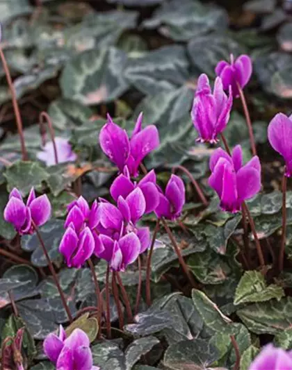 Cyclamen hederif.'Amaze Me Pink'