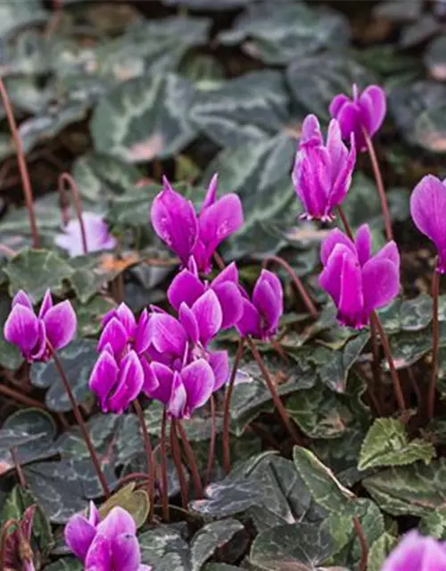 Cyclamen hederif.'Amaze Me Pink'