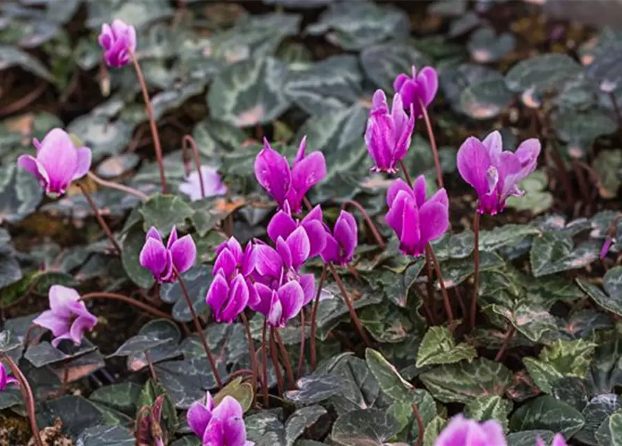 Cyclamen hederif.'Amaze Me Pink'