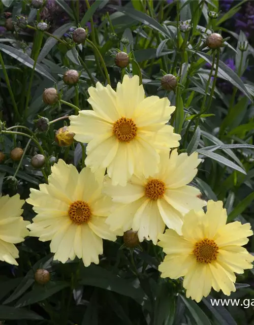 Coreopsis grandiflora 'Full Moon'