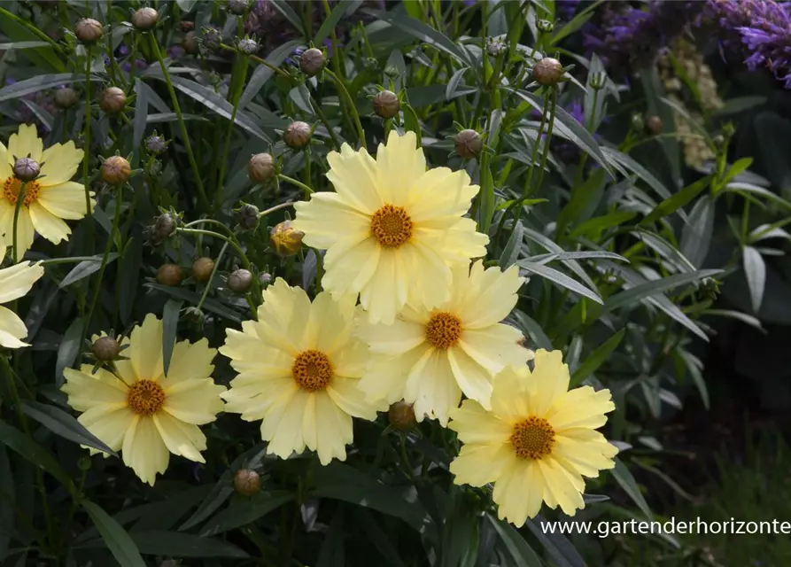 Coreopsis grandiflora 'Full Moon'