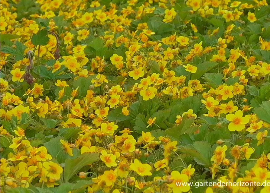 Dreiblättrige Waldsteinie