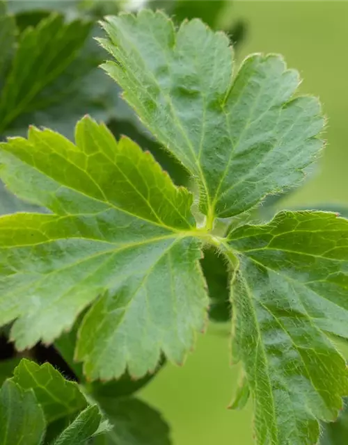 Dreiblättrige Waldsteinie