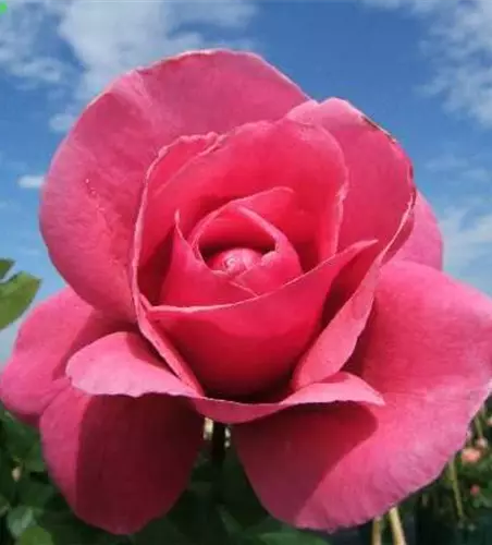 Edelrose 'Elbflorenz'®