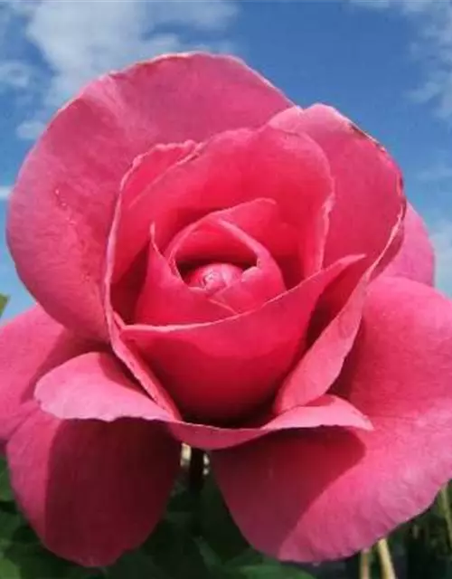 Edelrose 'Elbflorenz'®