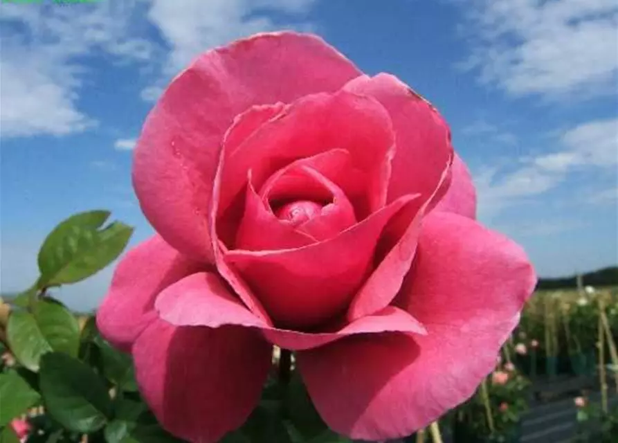 Edelrose 'Elbflorenz'®