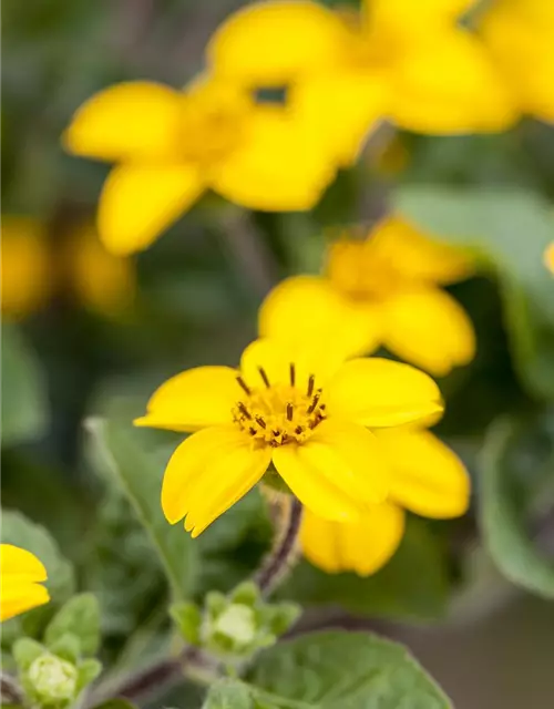 Chrysogonum virginianum 'Andre Viette'