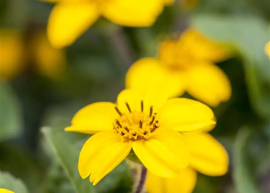 Chrysogonum virginianum 'Andre Viette'