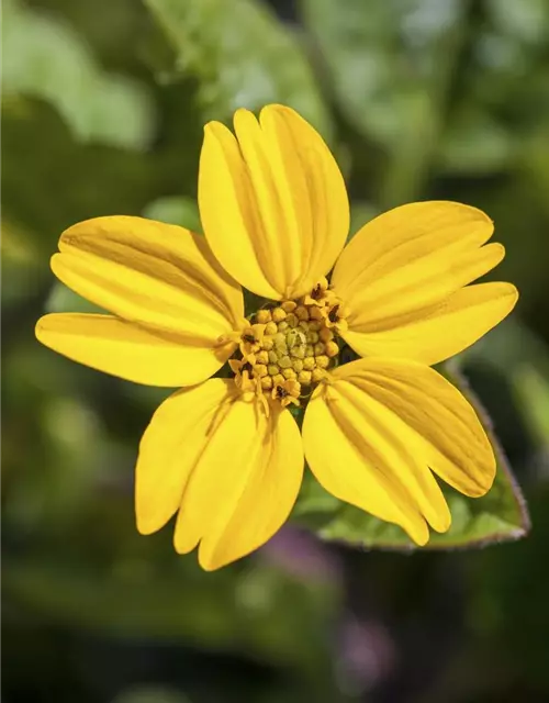 Chrysogonum virginianum 'Andre Viette'