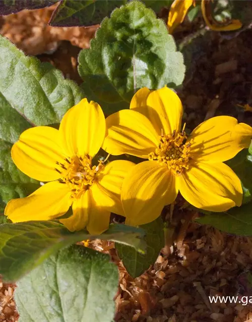 Chrysogonum virginianum 'Andre Viette'