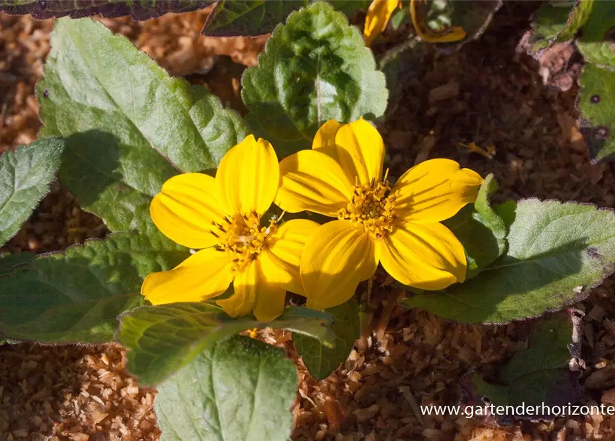 Chrysogonum virginianum 'Andre Viette'