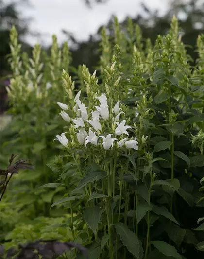 Campanula latifolia var.macrantha 'Alba'