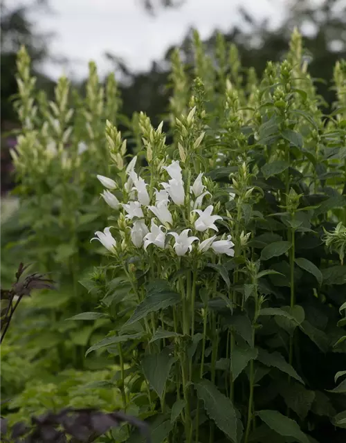 Campanula latifolia var.macrantha 'Alba'