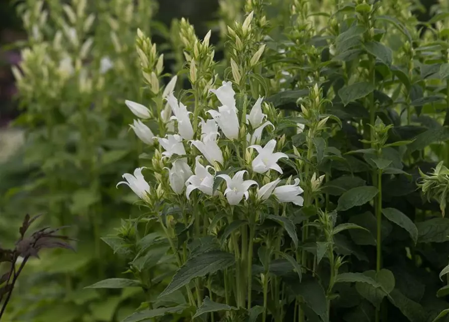 Campanula latifolia var.macrantha 'Alba'