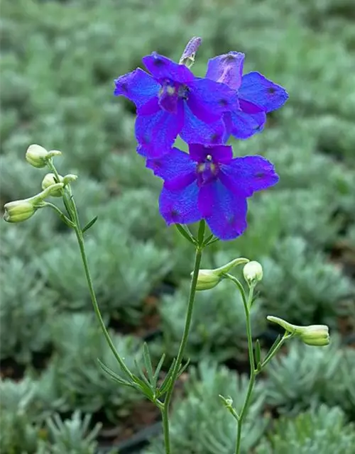 Delphinium grdfl.'Blauer Spiegel'