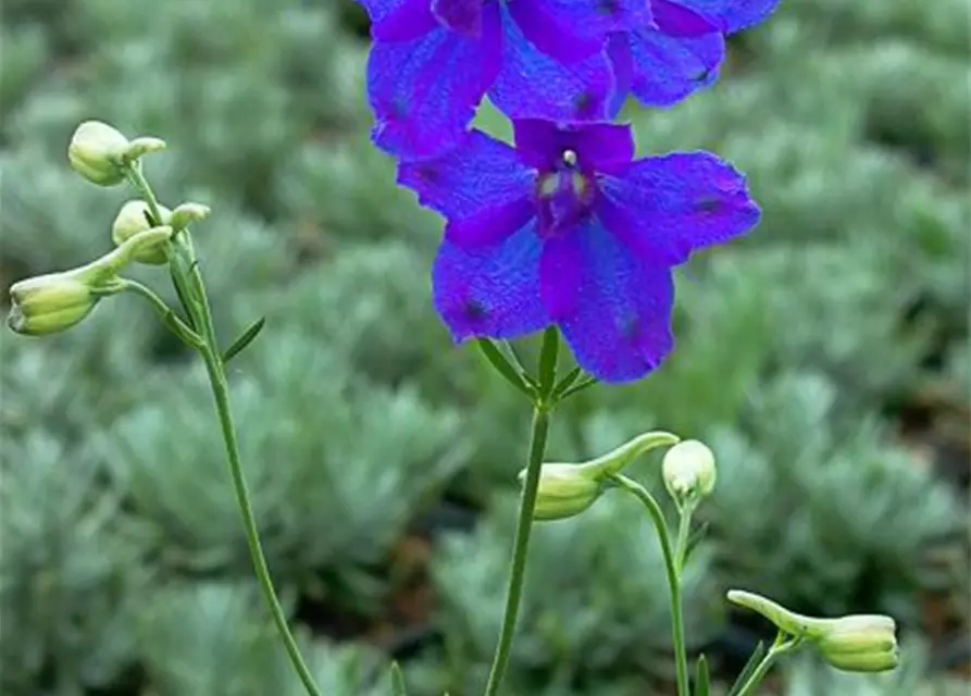 Delphinium grdfl.'Blauer Spiegel'