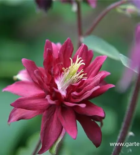 Aquilegia vulgaris 'Ruby Port'