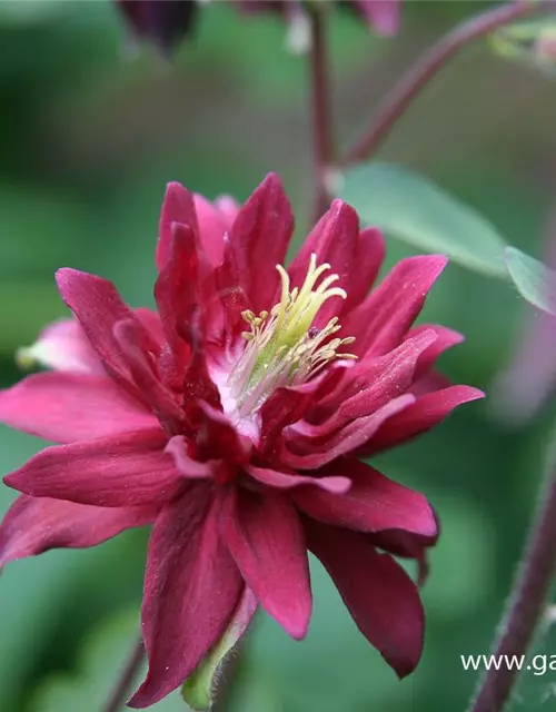 Aquilegia vulgaris 'Ruby Port'