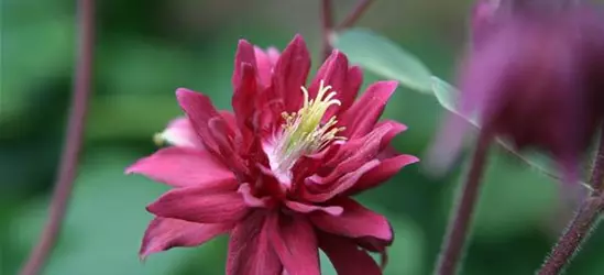 Aquilegia vulgaris 'Ruby Port'