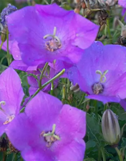 Campanula carp.'Blaue Clips'