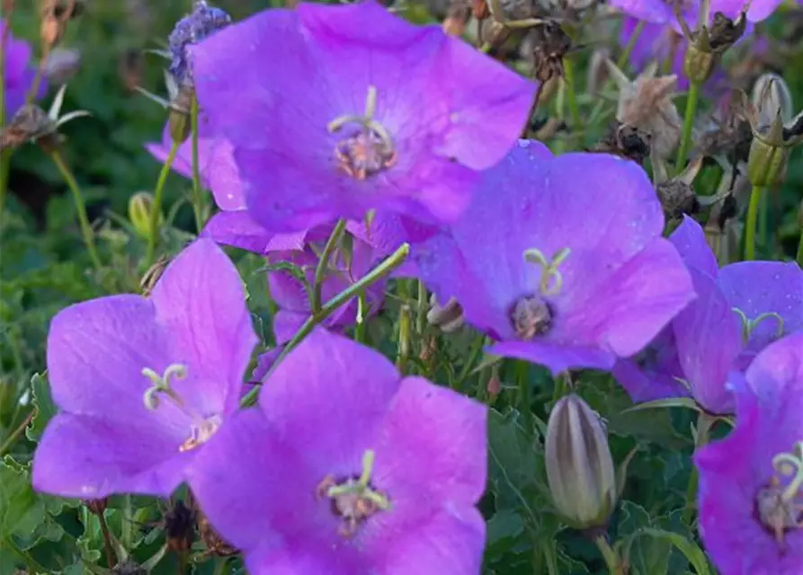 Campanula carp.'Blaue Clips'