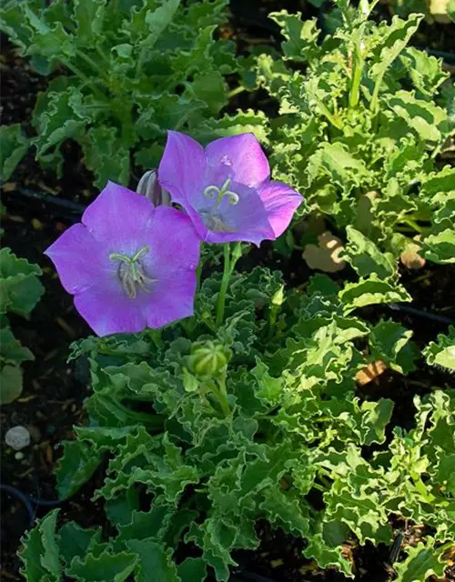 Campanula carp.'Blaue Clips'