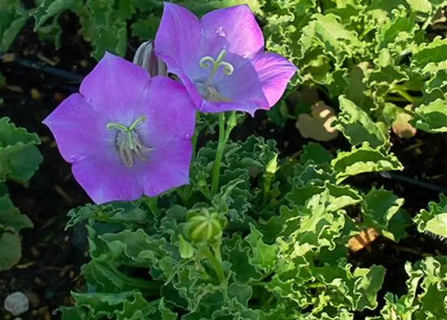 Campanula carp.'Blaue Clips'