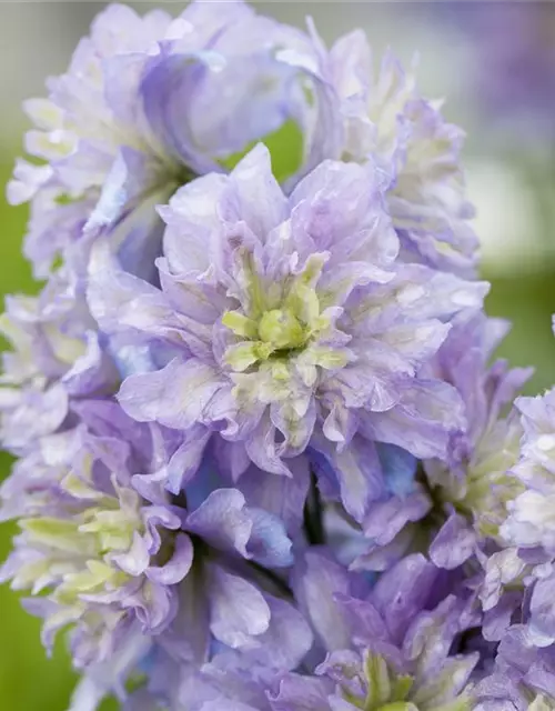 Delphinium Highlander 'Blueberry Pie' -R-