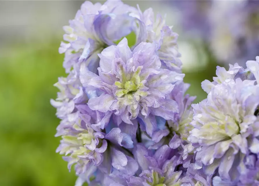 Delphinium Highlander 'Blueberry Pie' -R-