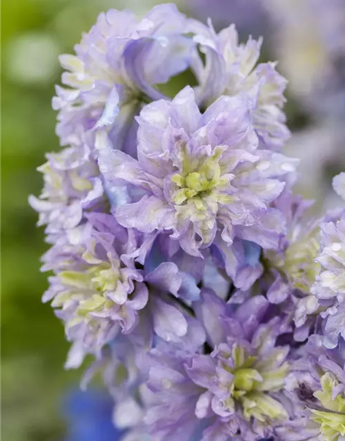 Delphinium Highlander 'Blueberry Pie' -R-