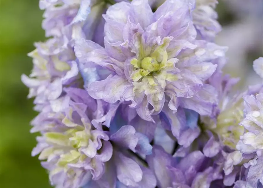 Delphinium Highlander 'Blueberry Pie' -R-